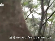 树林系列